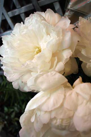 スタンド花　花束　花ギフト　花を贈る　フラワーギフト　誕生日花鈴木さんの芍薬