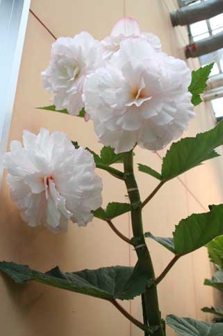 スタンド花　花束　花ギフト　花を贈る　フラワーギフト　誕生日花kyodai-siro