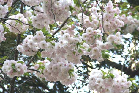 上野桜２