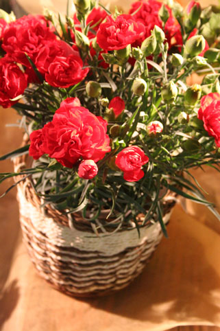 スタンド花　花束　花ギフト　花を贈る　フラワーギフト　誕生日花赤カーネ